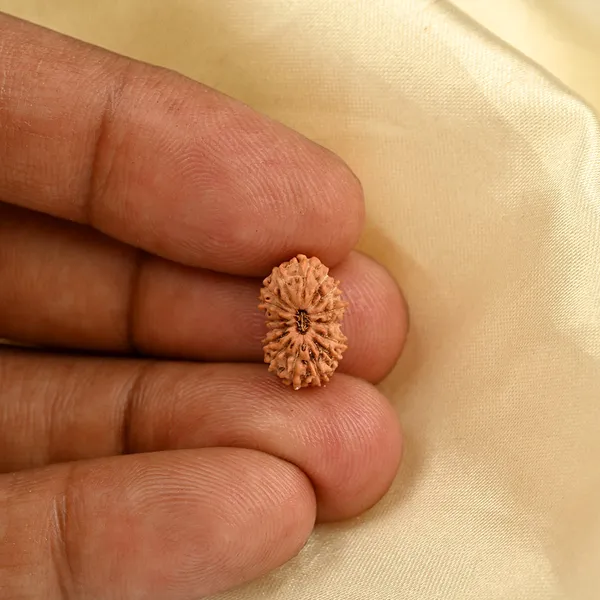 Techpandit_16_Mukhi_Rudraksha_Bead_Indonesia_Small