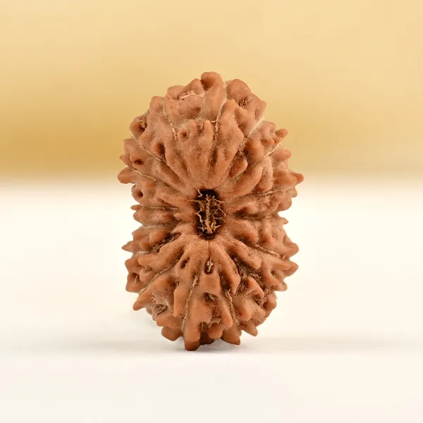 Techpandit_16_Mukhi_Rudraksha_Bead_Indonesia_Small