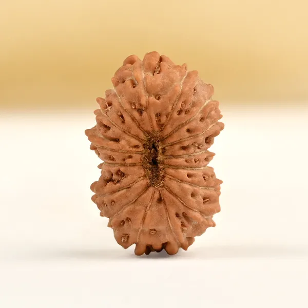 Techpandit_16_Mukhi_Rudraksha_Bead_Indonesia_Small