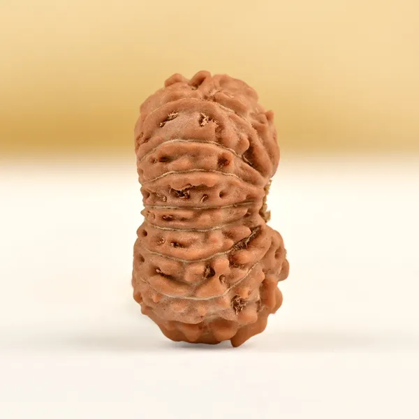Techpandit_16_Mukhi_Rudraksha_Bead_Indonesia_Small