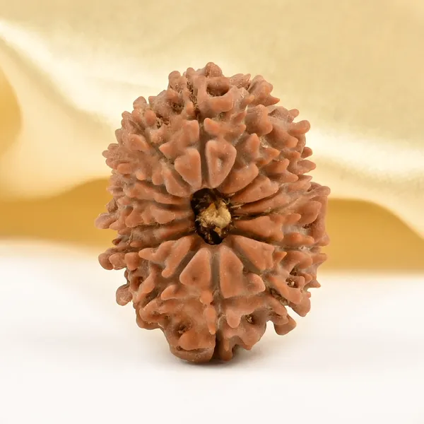 14_Mukhi_Rudraksha_Bead_Nepal_Tiny