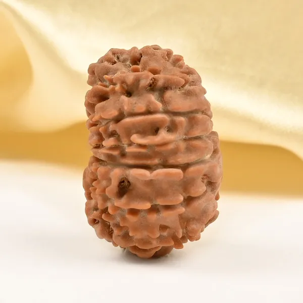 14_Mukhi_Rudraksha_Bead_Nepal_Tiny