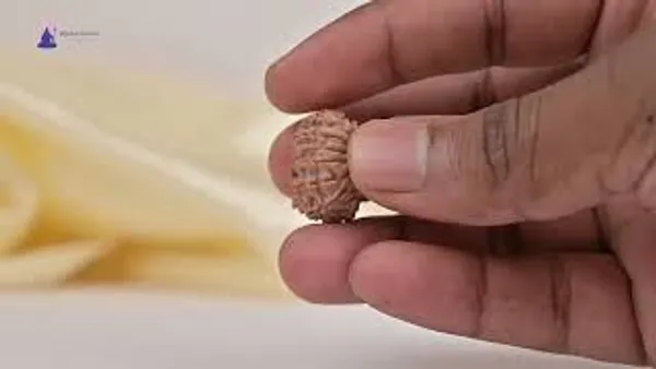 14_Mukhi_Rudraksha_Bead_Nepal_Tiny