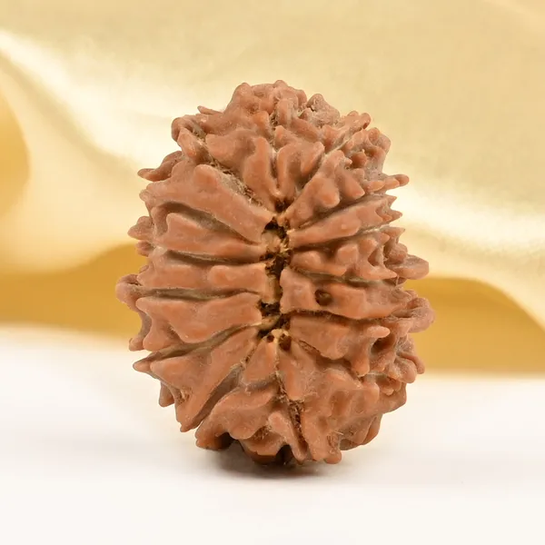 14_Mukhi_Rudraksha_Bead_Nepal_Tiny