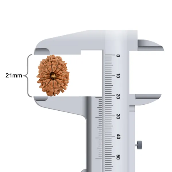 14_Mukhi_Rudraksha_Bead_Nepal_Tiny
