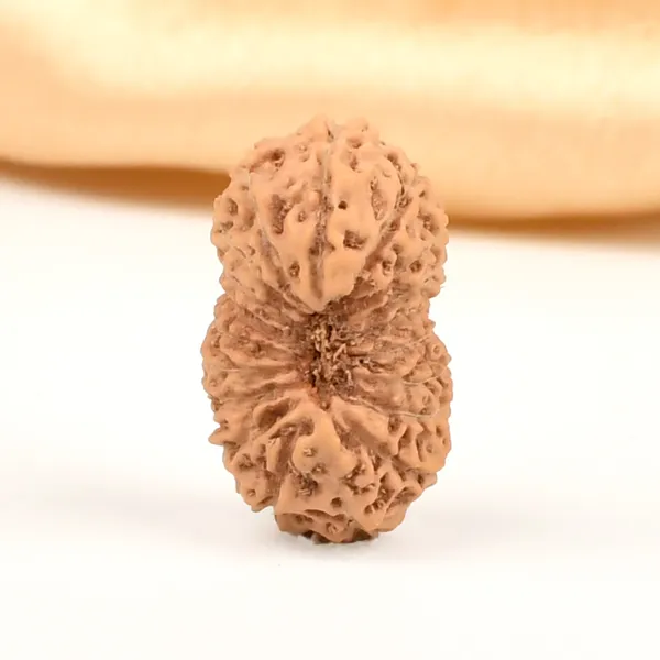 19_Mukhi_Rudraksha_Bead_Indonesia