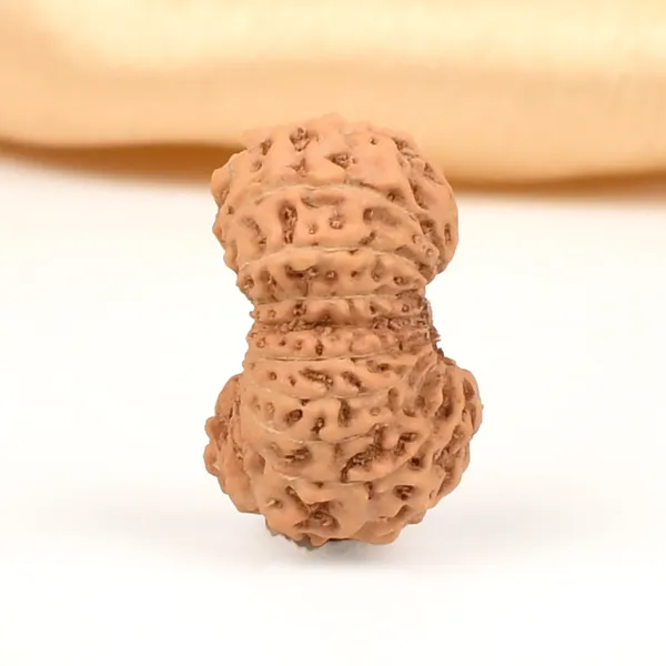 19_Mukhi_Rudraksha_Bead_Indonesia