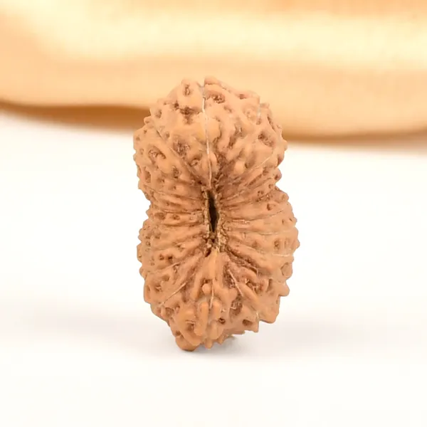 19_Mukhi_Rudraksha_Bead_Indonesia