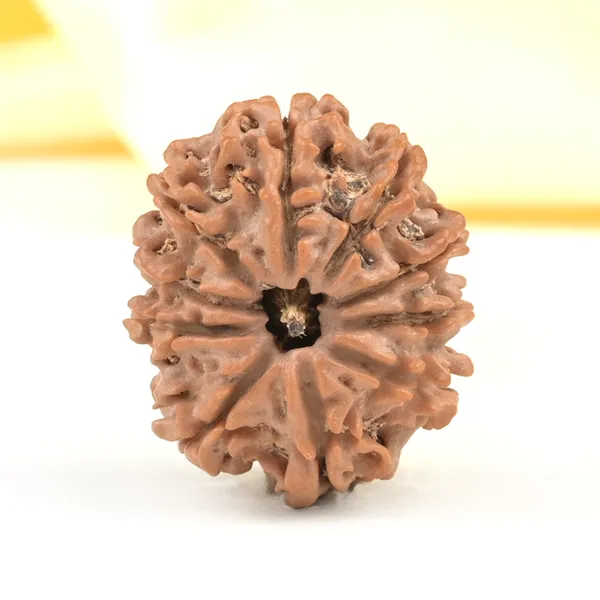 10_Mukhi_From_Nepal_Small_Cdxviii