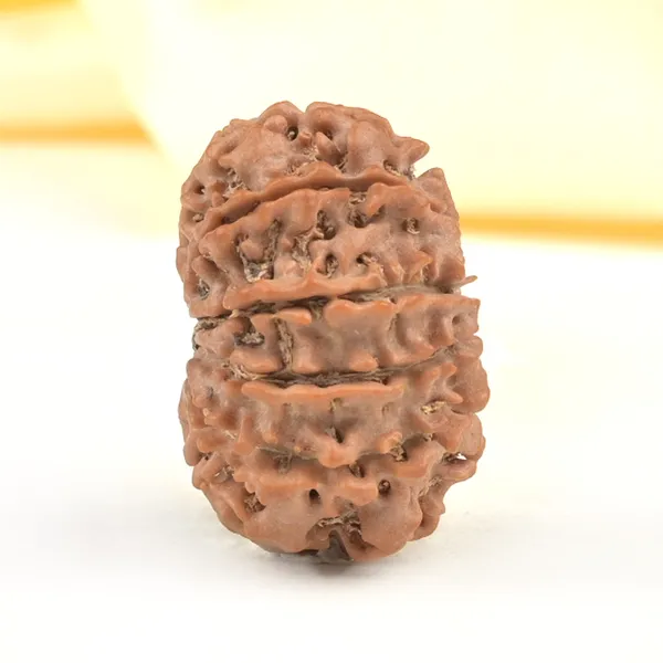 10_Mukhi_From_Nepal_Small_Cdxviii