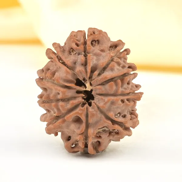 10_Mukhi_From_Nepal_Small_Cdxviii