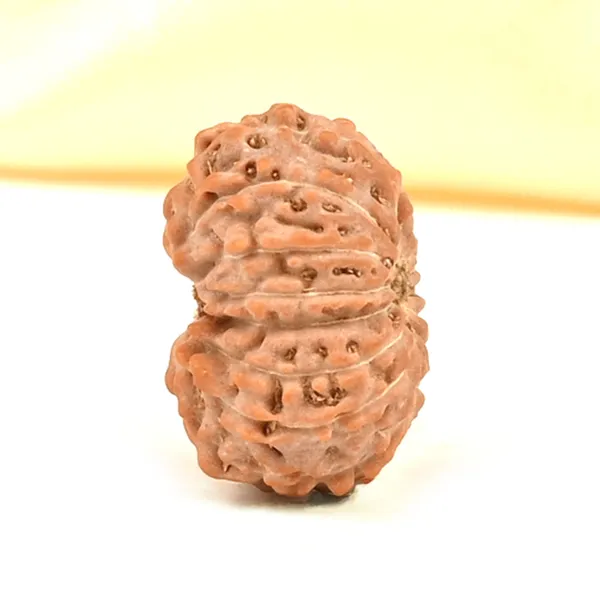 15_Mukhi_From_Java_Indonesia_Small_Cclxxv