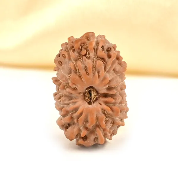 15_Mukhi_From_Java_Indonesia_Small_Cclxxv