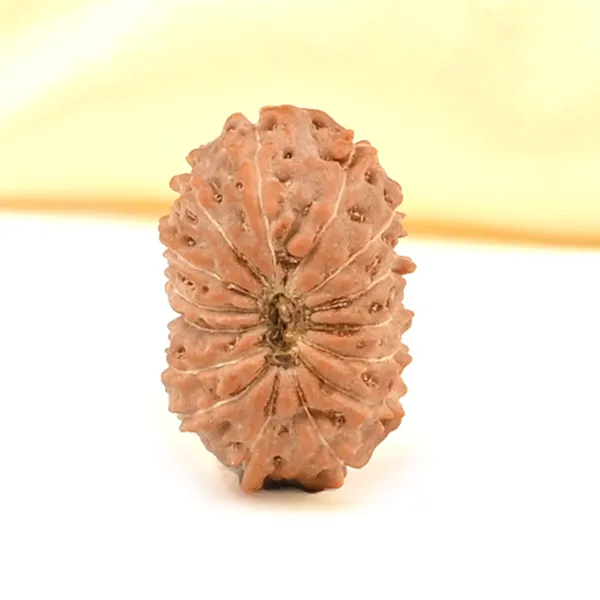 15_Mukhi_From_Java_Indonesia_Small_Cclxxv