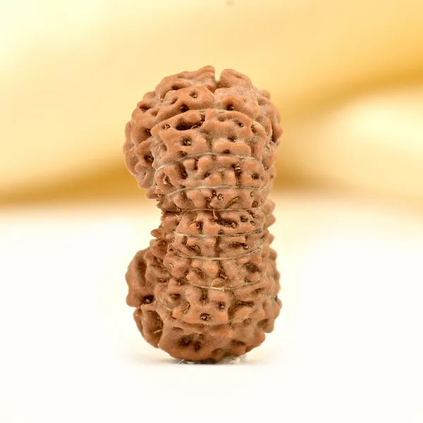 19_Mukhi_From_Java_Indonesia_Small_Clxxxix