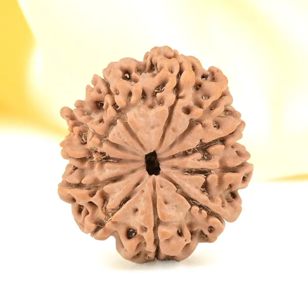 Techpandit_11_Mukhi_Nepali_Rudraksha_Bead_Brown