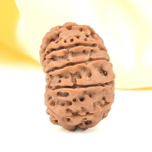 Techpandit_11_Mukhi_Nepali_Rudraksha_Bead_Brown