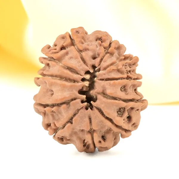 Techpandit_11_Mukhi_Nepali_Rudraksha_Bead_Brown
