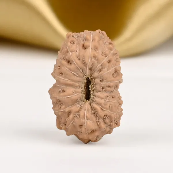 16_Mukhi_Rudraksha_Bead_Indonesia