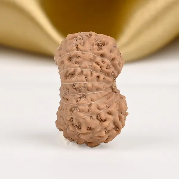 16_Mukhi_Rudraksha_Bead_Indonesia