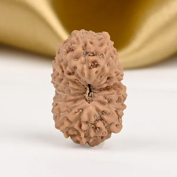 16_Mukhi_Rudraksha_Bead_Indonesia