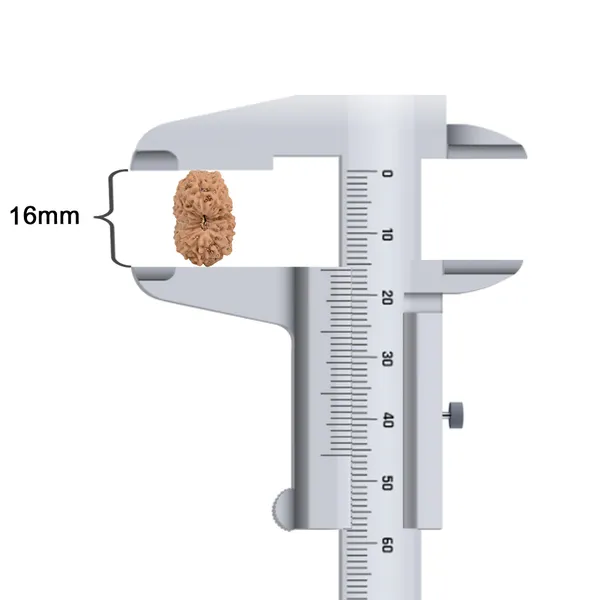 16_Mukhi_Rudraksha_Bead_Indonesia