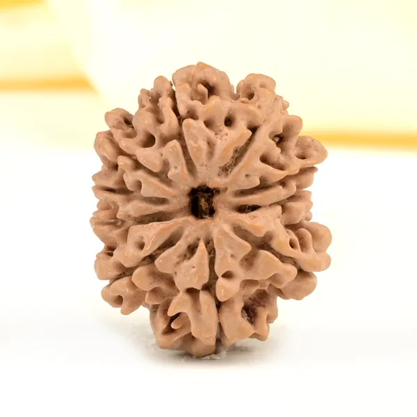10_Mukhi_From_Nepal_Small_Cdxxvii