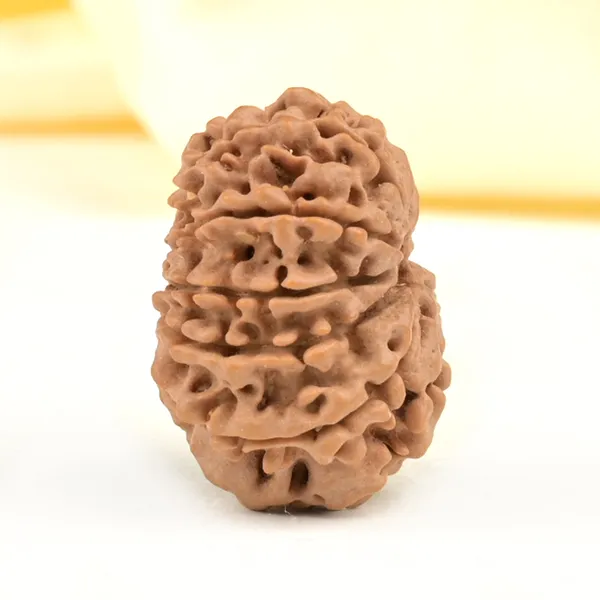 10_Mukhi_From_Nepal_Small_Cdxxvii