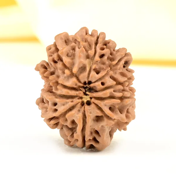10_Mukhi_From_Nepal_Small_Cdxxvii