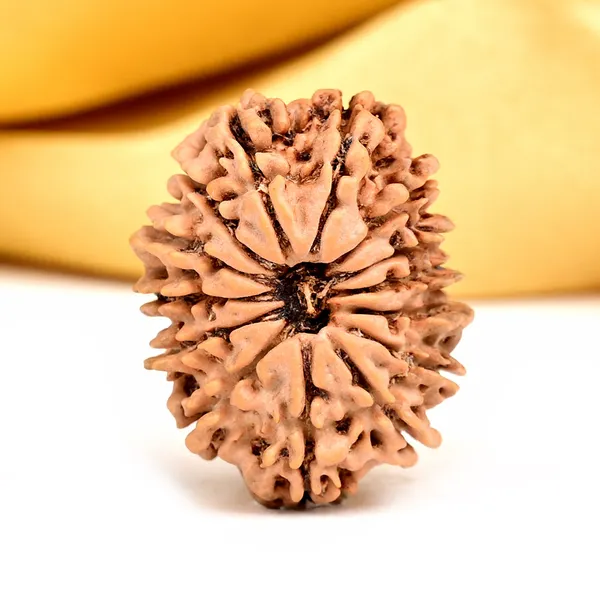 14_Mukhi_From_Nepal_Small_Ccxl