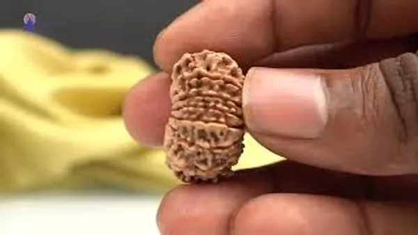 14_Mukhi_From_Nepal_Small_Ccxl