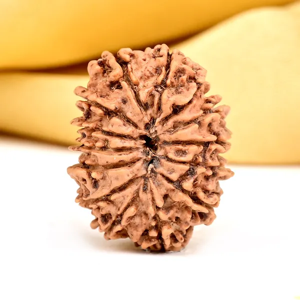 14_Mukhi_From_Nepal_Small_Ccxl