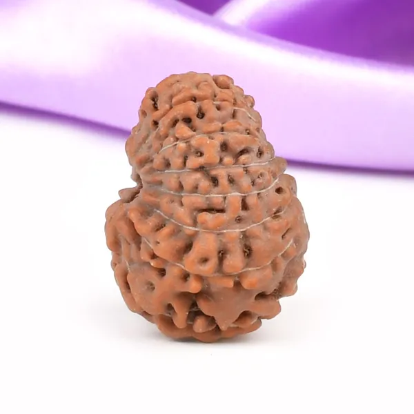 14_Mukhi_From_Java_Indonesia_Large_Cxxxi