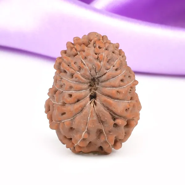 14_Mukhi_From_Java_Indonesia_Large_Cxxxi