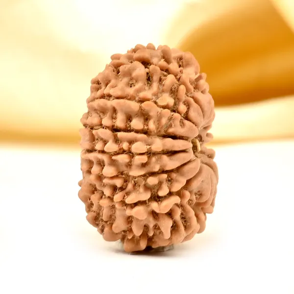 14_Mukhi_From_Nepal_Tiny_Xli