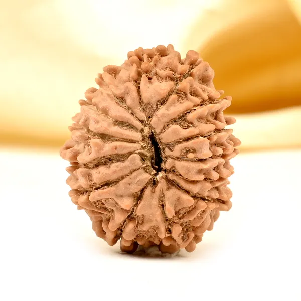 14_Mukhi_From_Nepal_Tiny_Xli