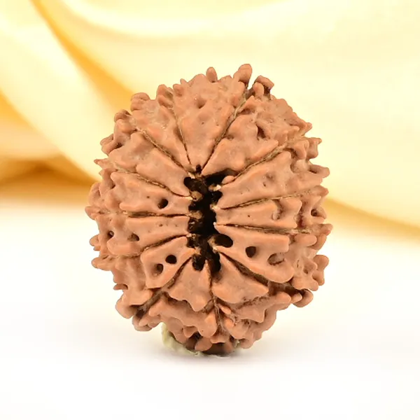 12_Mukhi_From_Nepal_Small_Cdxlviii