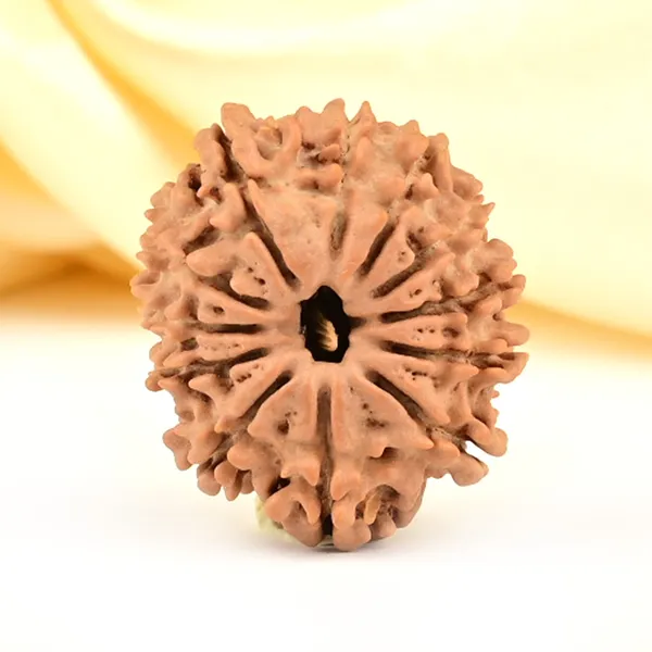 12_Mukhi_From_Nepal_Small_Cdxlviii