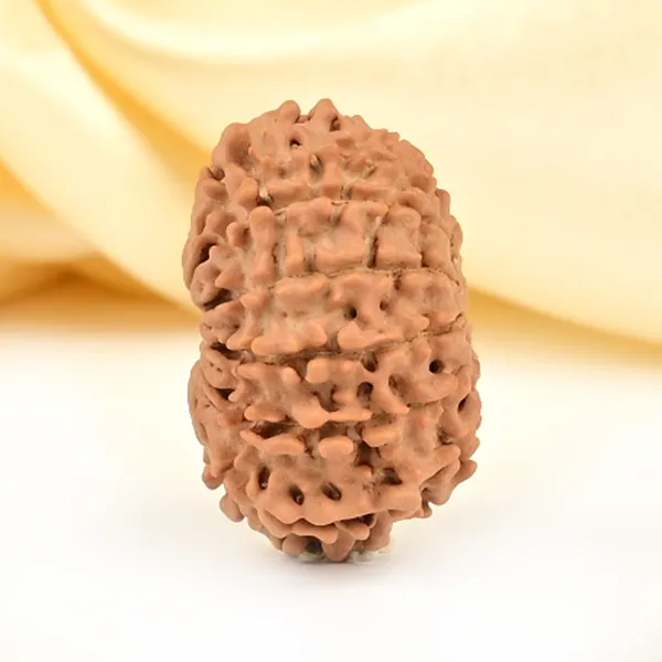 12_Mukhi_From_Nepal_Small_Cdxlviii