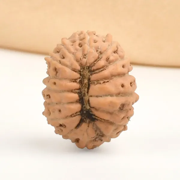 16_Mukhi_Rudraksha_Bead_Indonesia