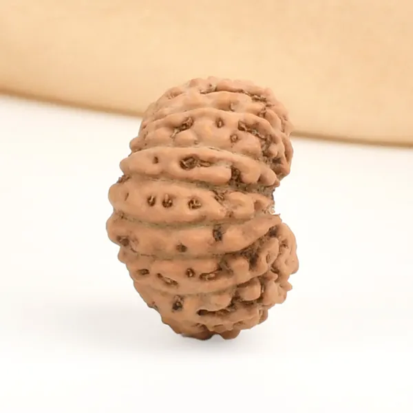 16_Mukhi_Rudraksha_Bead_Indonesia