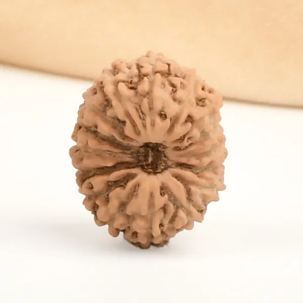16_Mukhi_Rudraksha_Bead_Indonesia