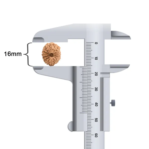 16_Mukhi_Rudraksha_Bead_Indonesia