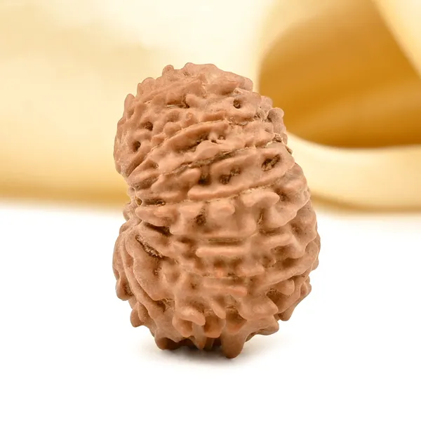 15_Mukhi_Rudraksha_Bead_Nepal_Tiny