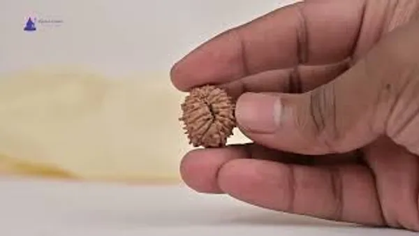 15_Mukhi_Rudraksha_Bead_Nepal_Tiny