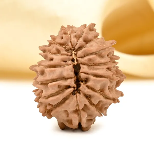 15_Mukhi_Rudraksha_Bead_Nepal_Tiny
