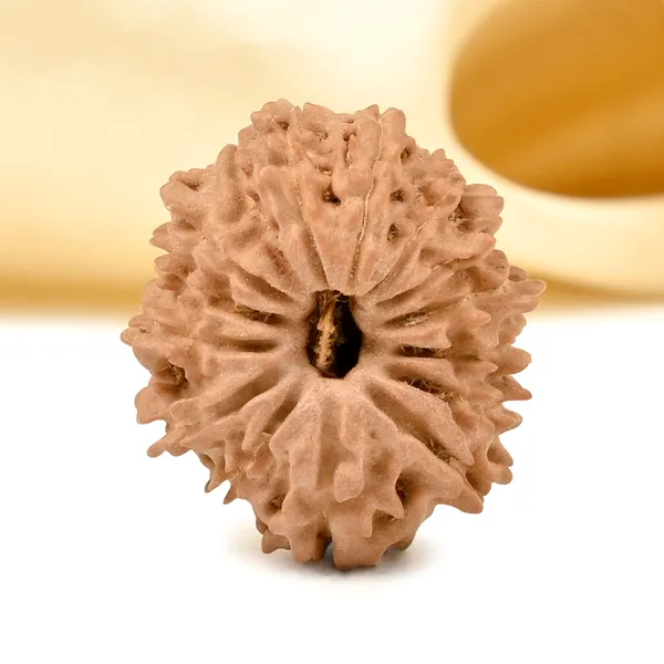 15_Mukhi_Rudraksha_Bead_Nepal_Tiny