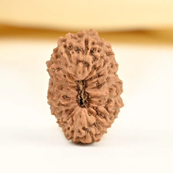 Techpandit_20_Mukhi_Java_Rudraksha_Bead