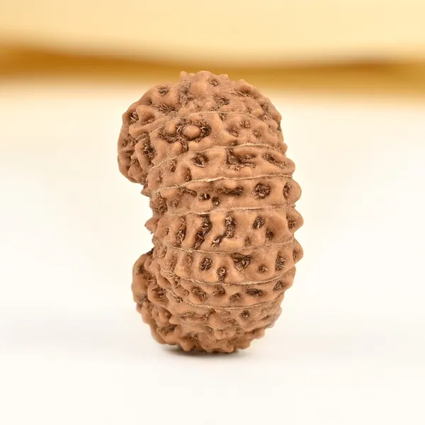 Techpandit_20_Mukhi_Java_Rudraksha_Bead