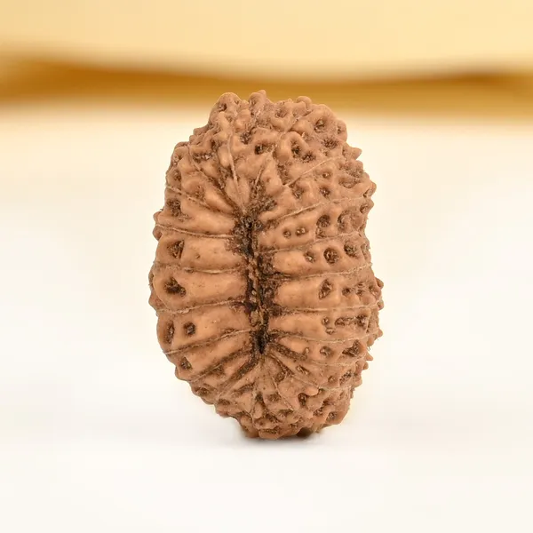 Techpandit_20_Mukhi_Java_Rudraksha_Bead